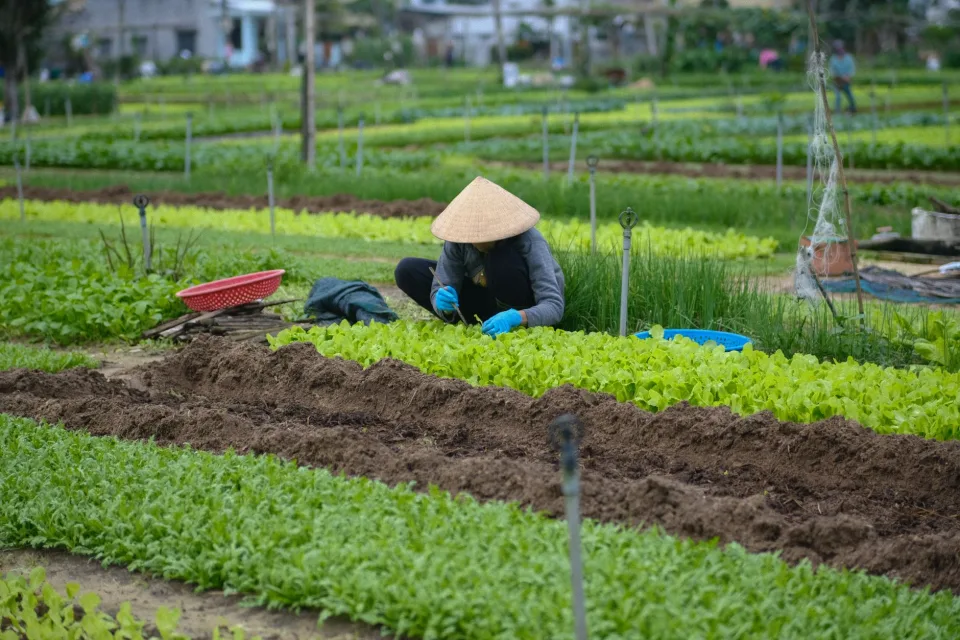 Giỏ rau đóng sẵn giao cho khách