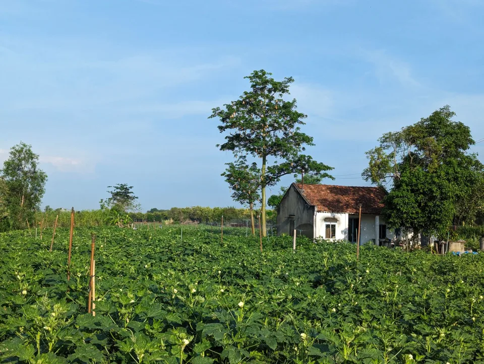 Khu vườn ươm cây giống